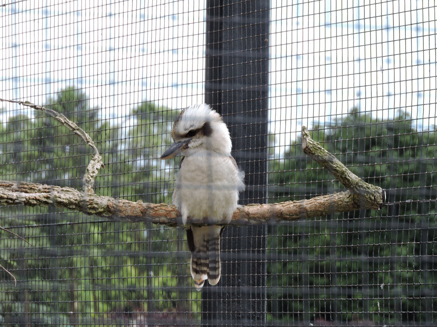 Laughing Kookaburra