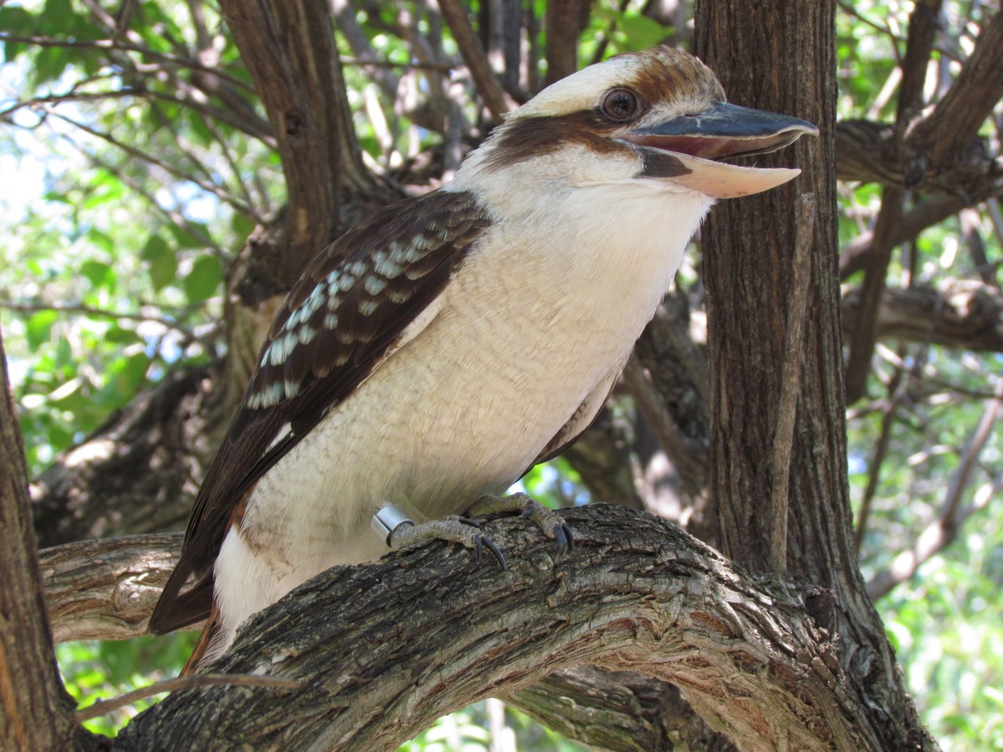 Laughing Kookaburra