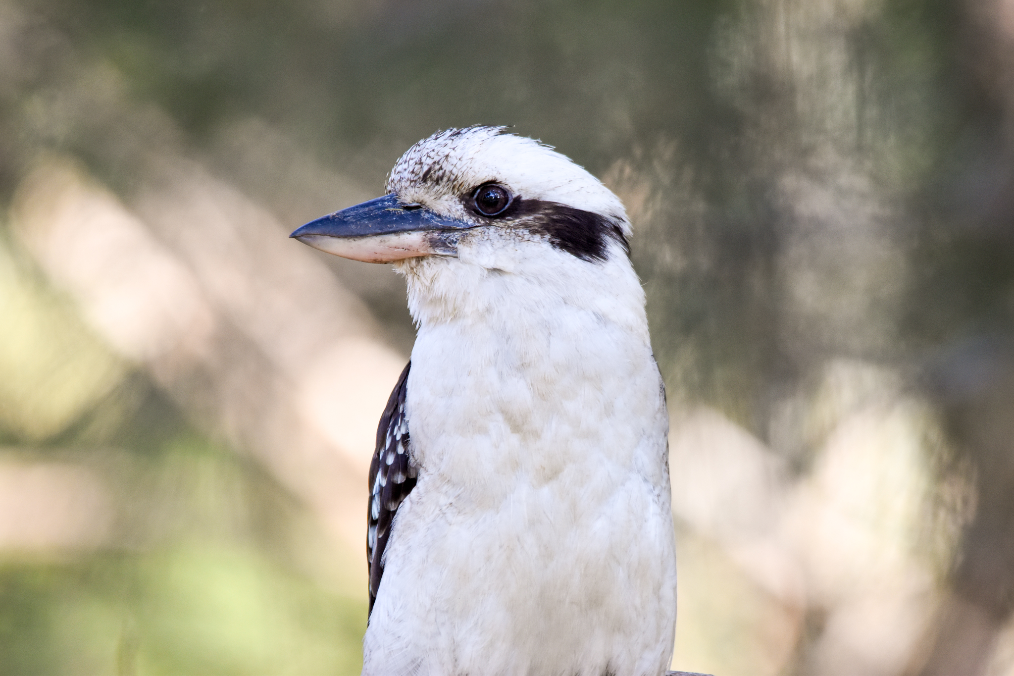 Laughing Kookaburra