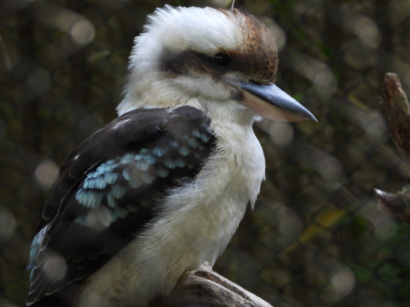 Laughing kookaburra