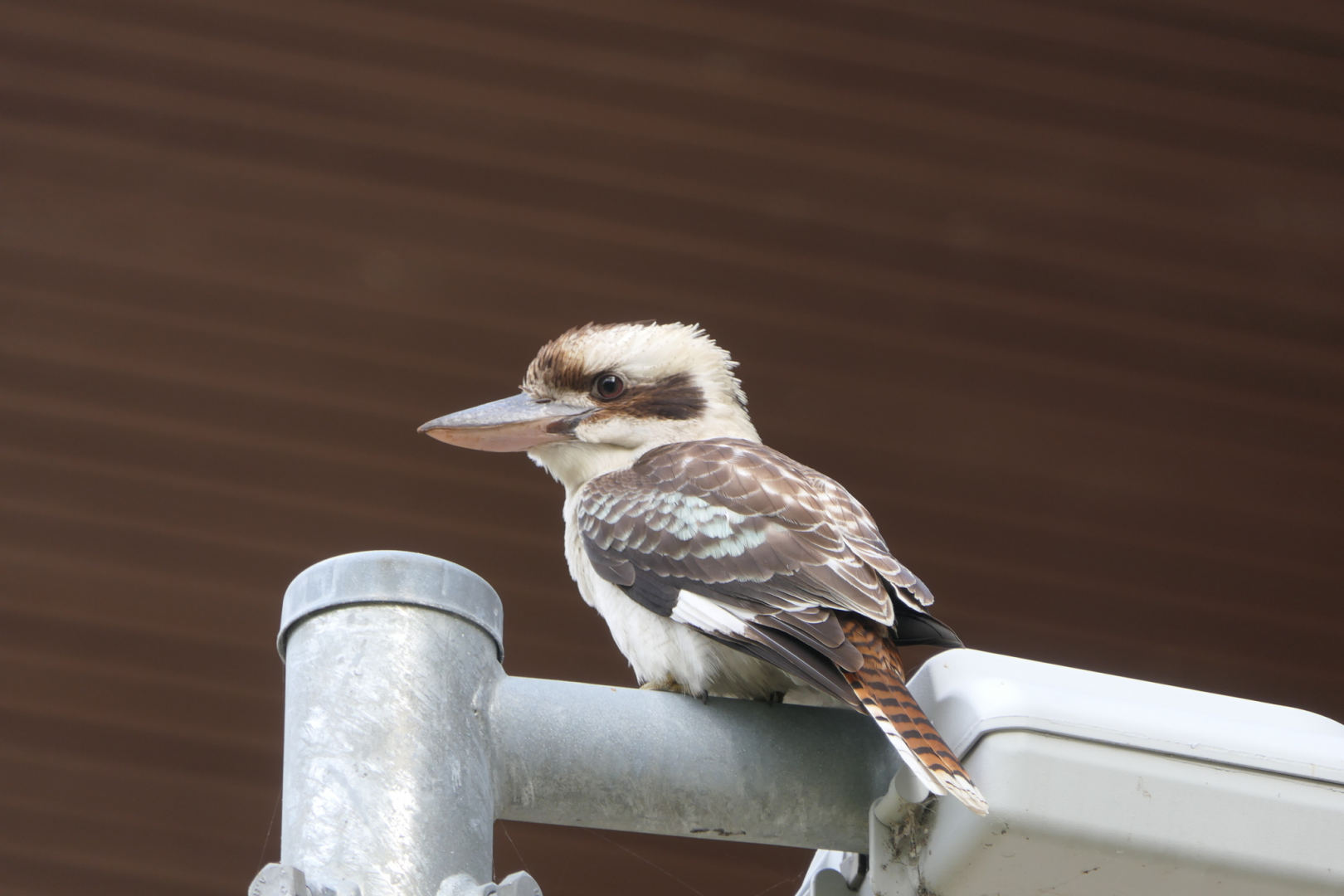 Laughing Kookaburra