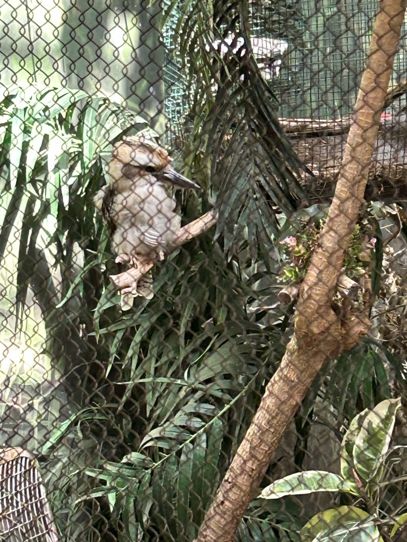 Laughing Kookaburra