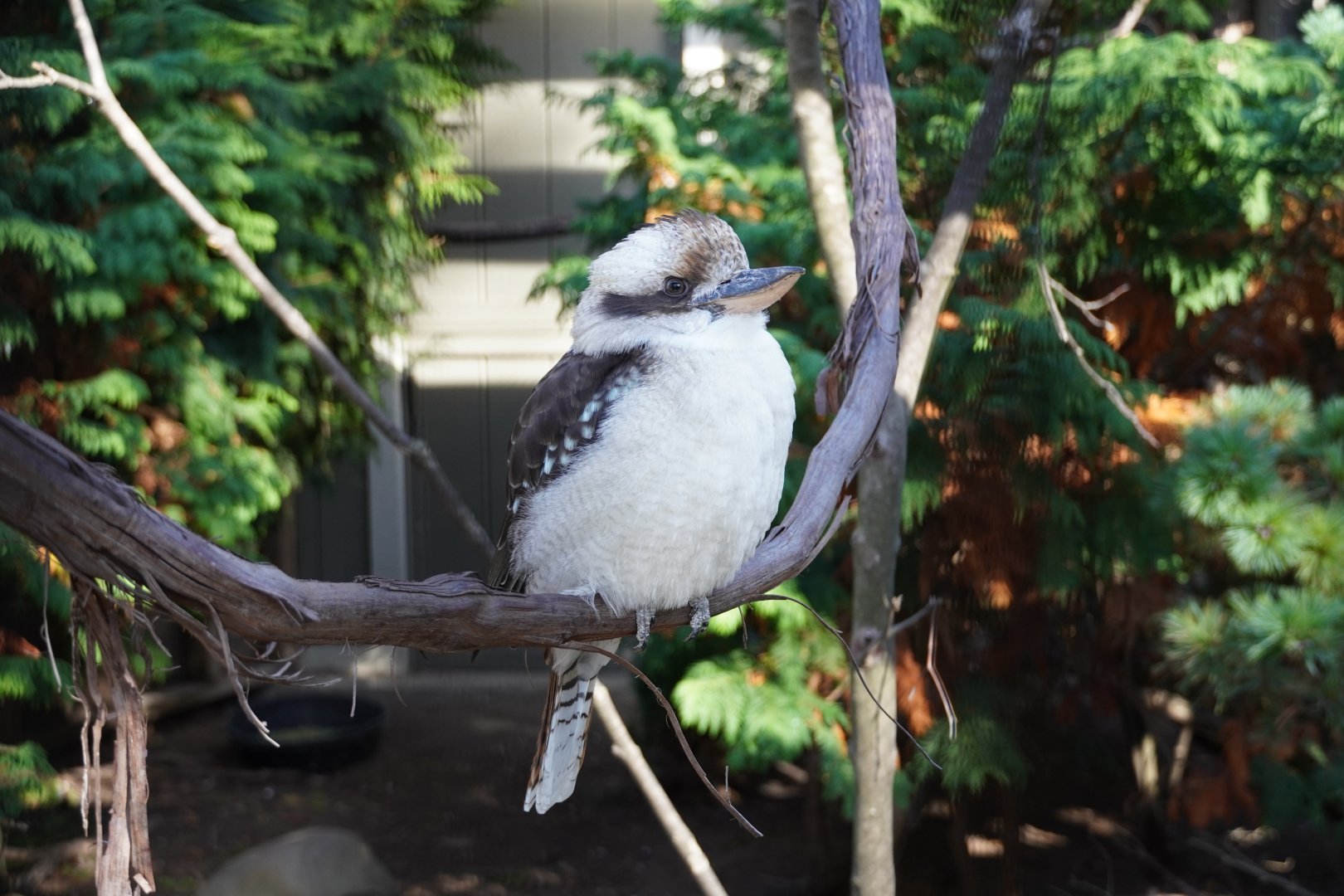 Laughing Kookaburra
