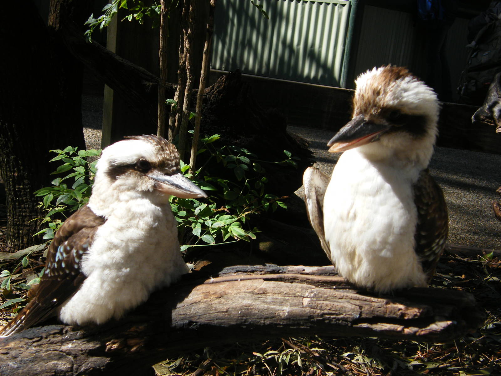 Laughing Kookaburra