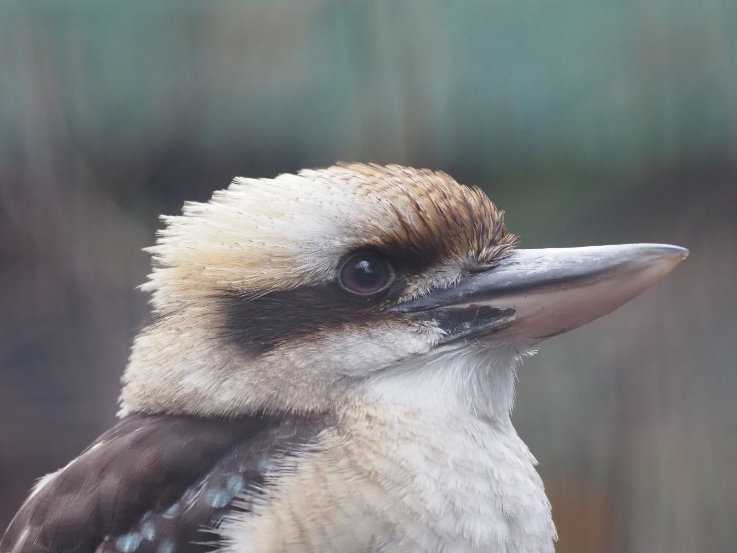 Laughing Kookaburra