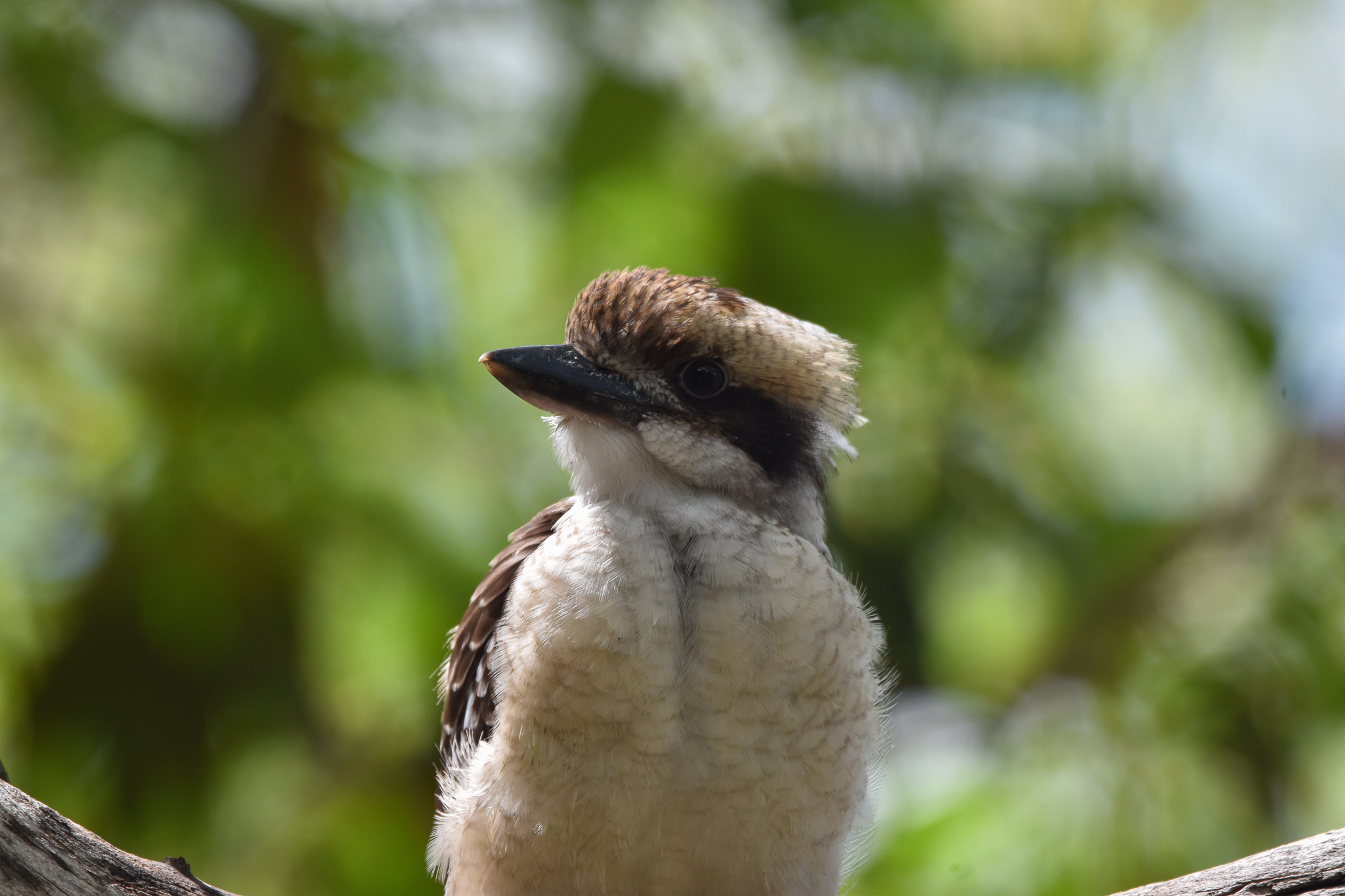 Laughing Kookaburra
