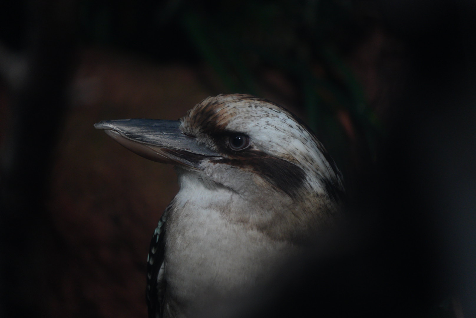 Laughing Kookaburra