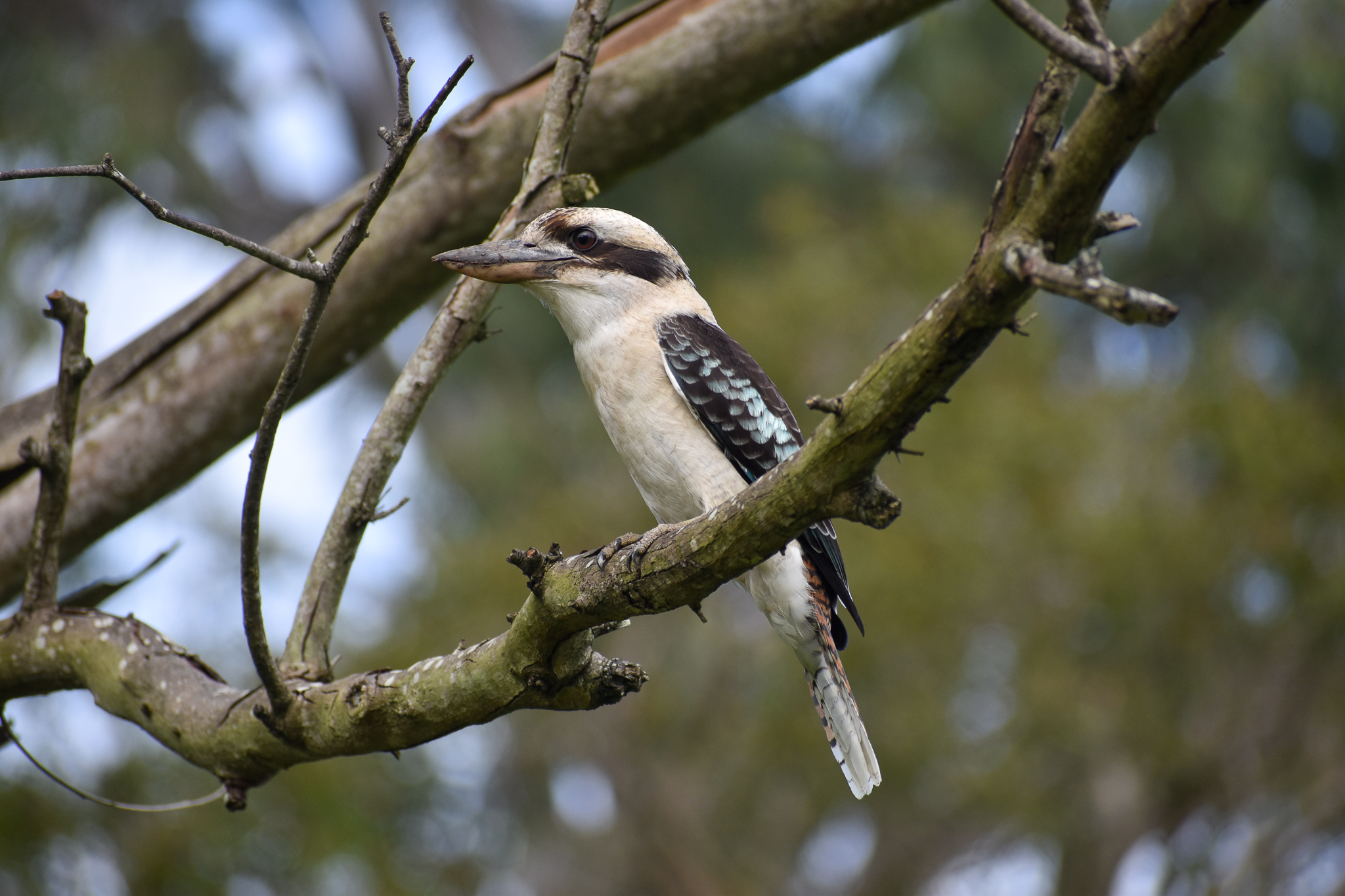 Laughing Kookaburra