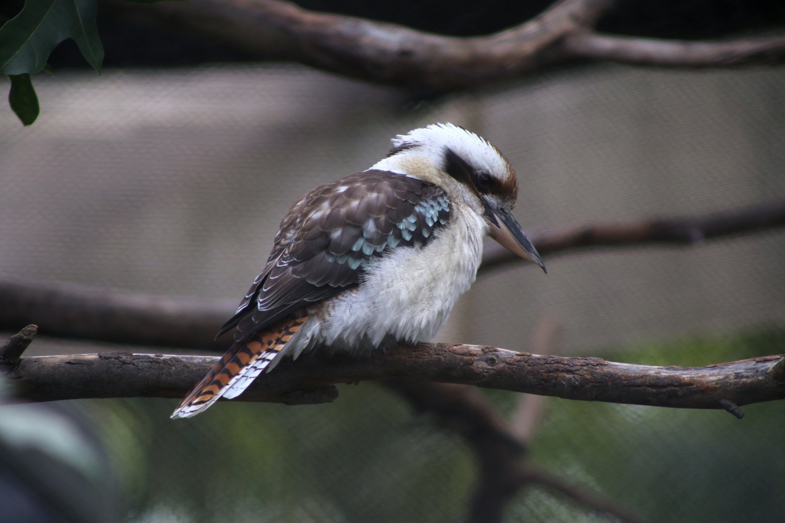 Laughing Kookaburra
