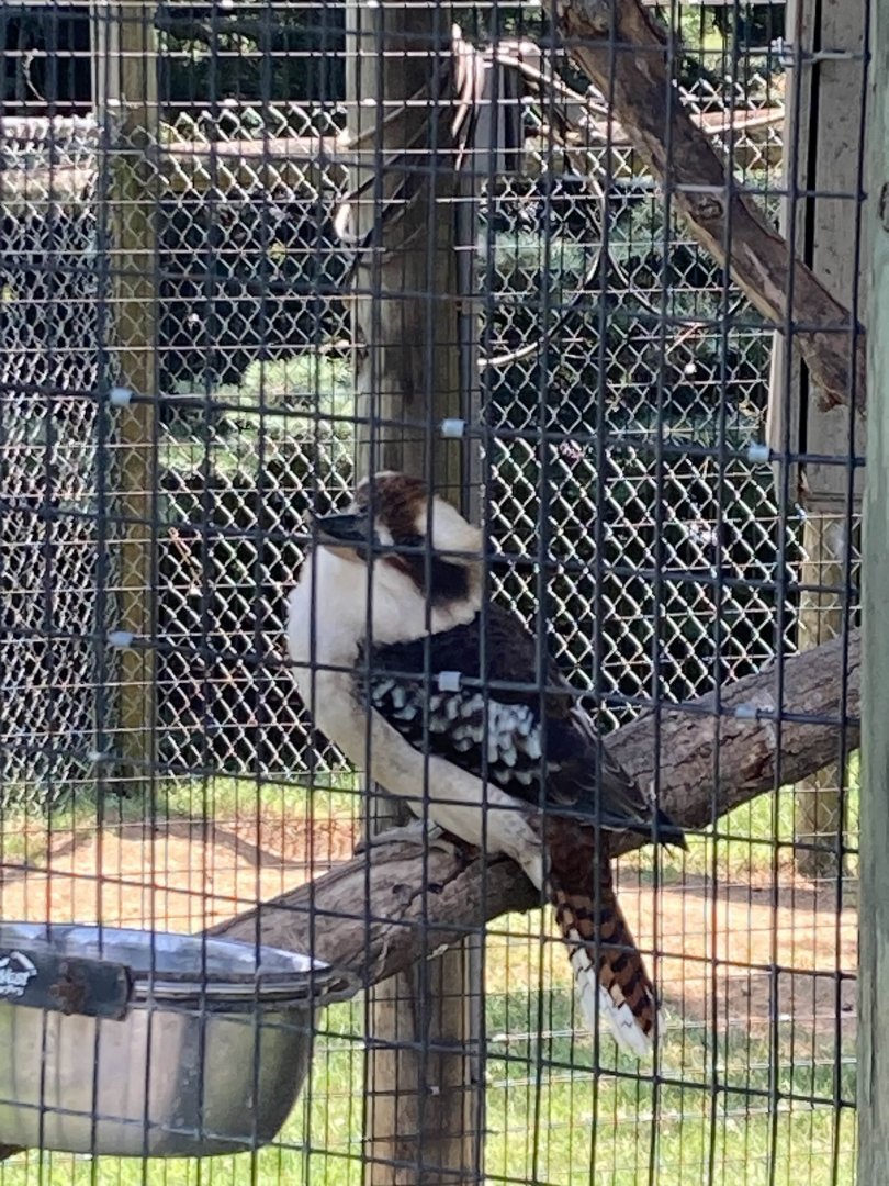 Laughing Kookaburra