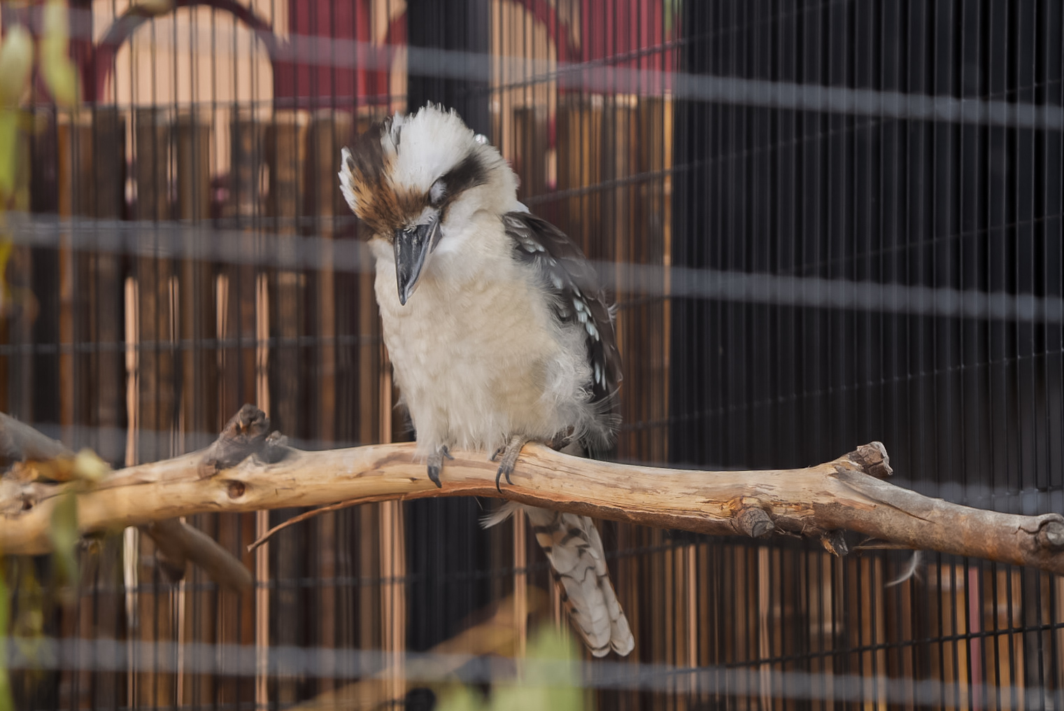 Laughing Kookaburra