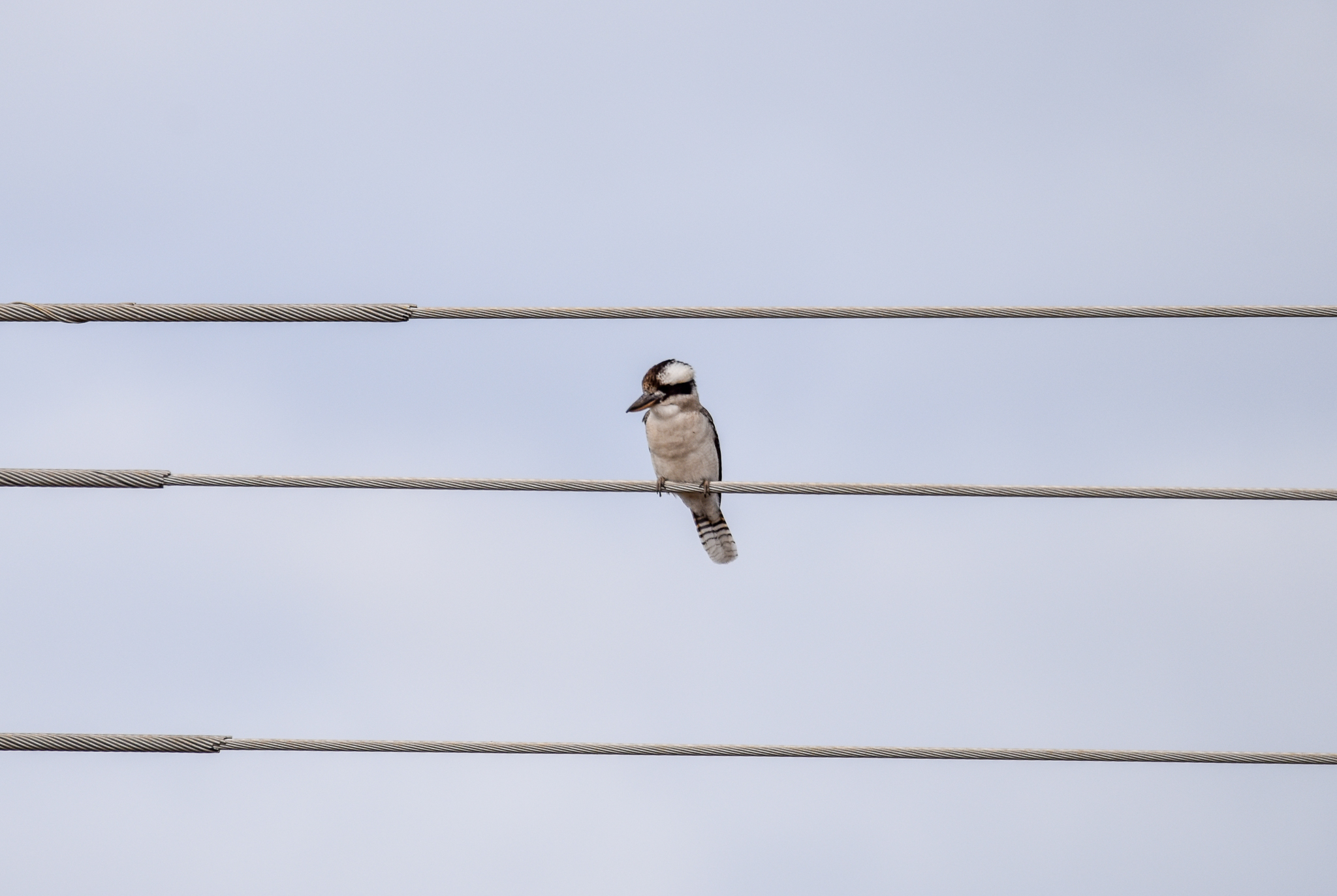 Laughing Kookaburra