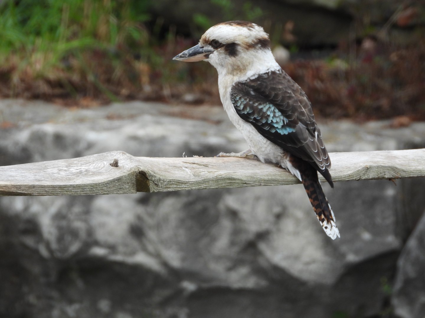 Laughing kookaburra