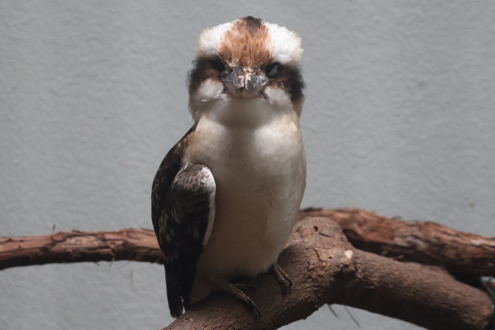 Laughing kookaburra