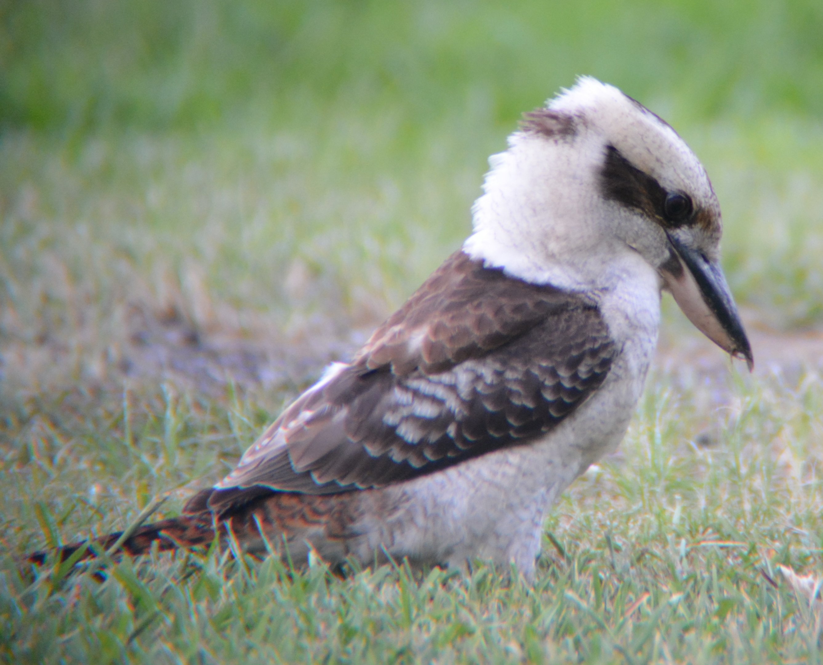 Laughing kookaburra