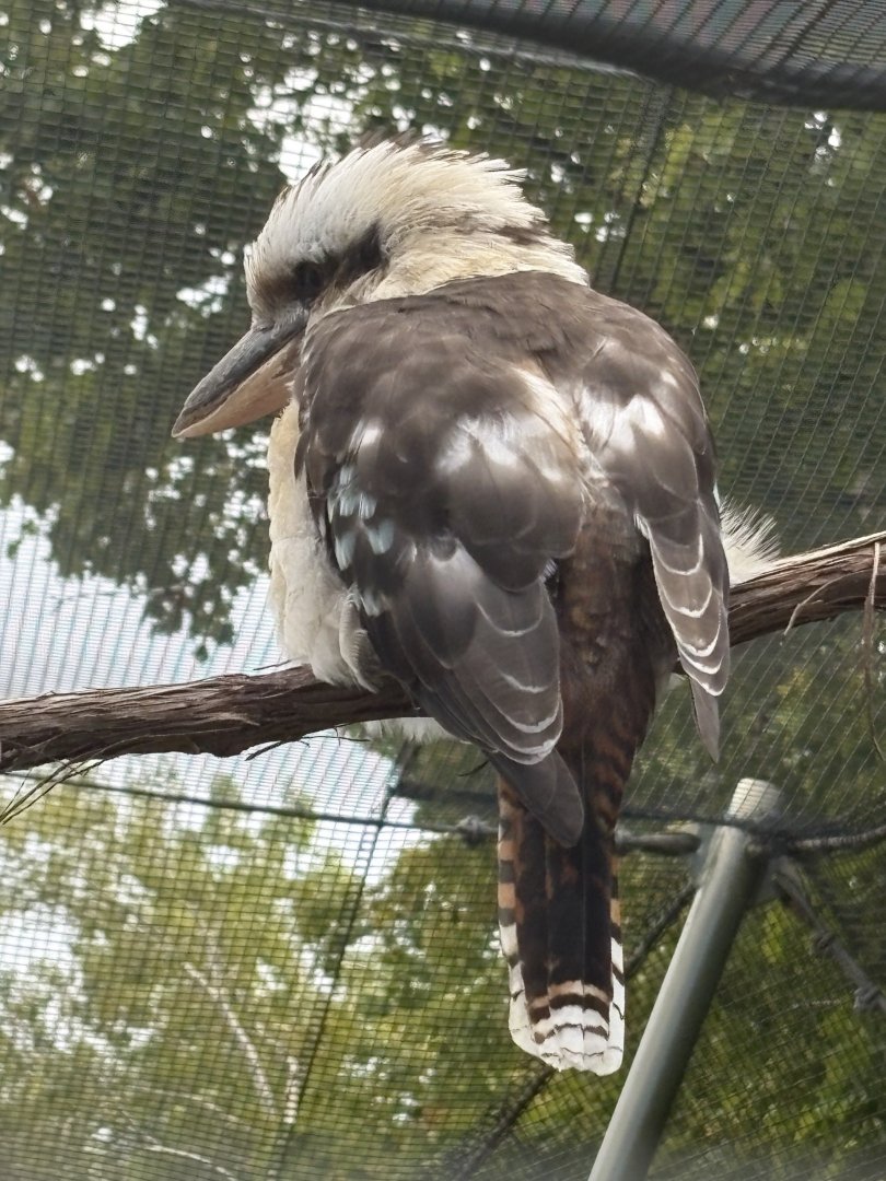 Laughing Kookaburra
