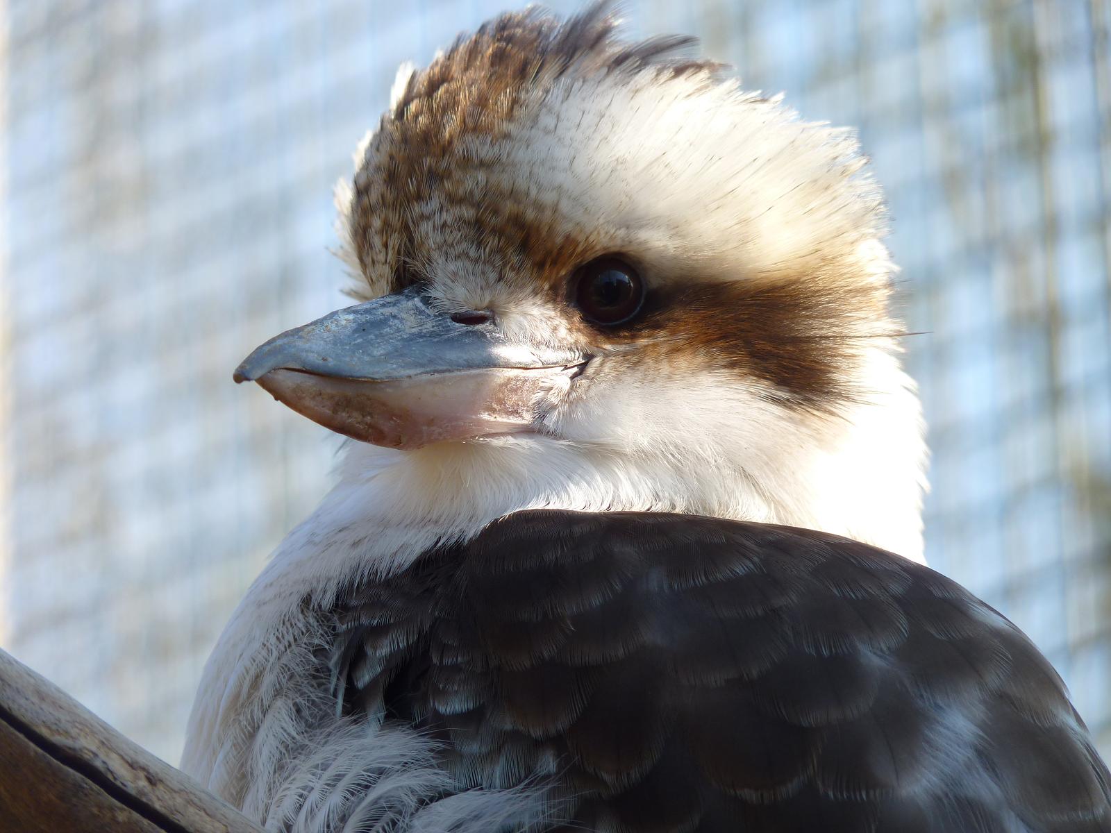 Laughing Kookaburra