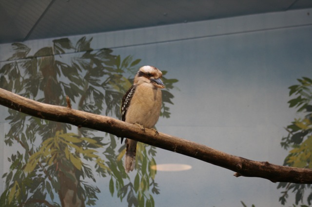 Laughing Kookaburra