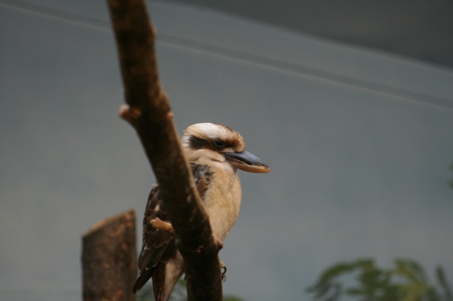 Laughing Kookaburra