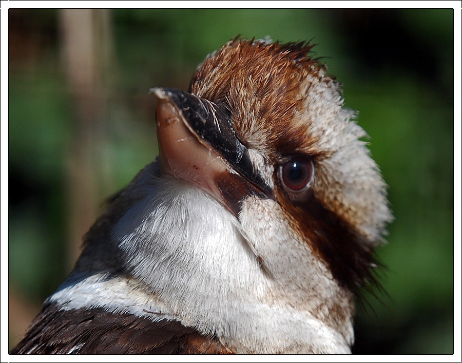 Laughing Kookaburra