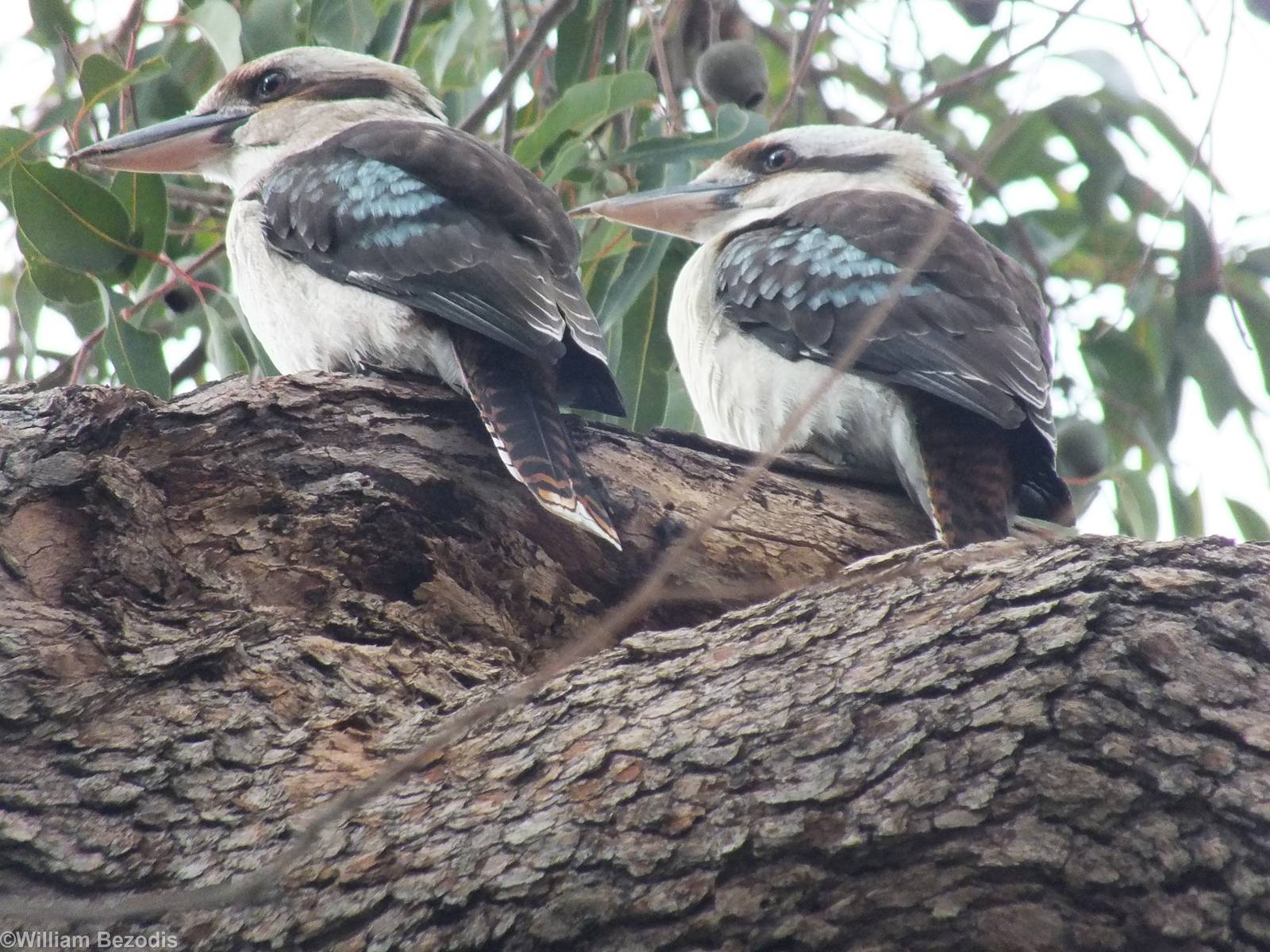 Laughing Kookaburras - 2014