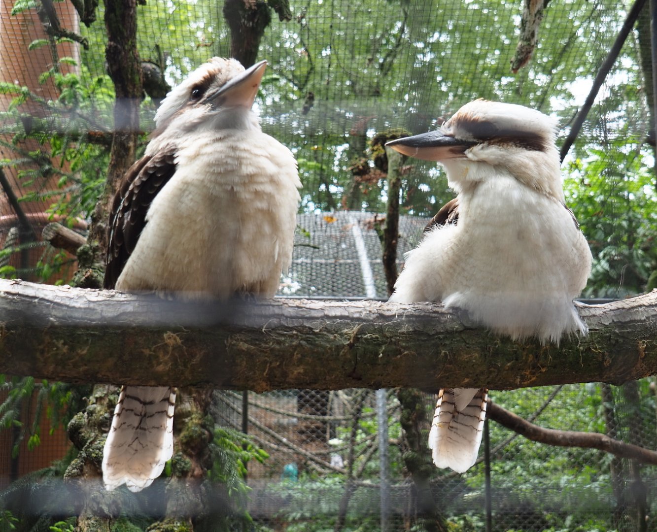 Laughing kookaburras (Dacelo novaeguineae), 2019-05-25