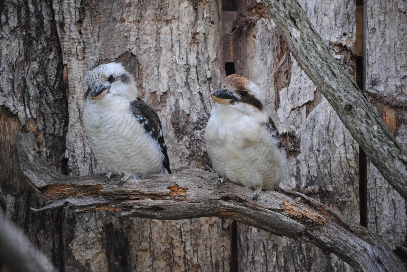 Laughing Kookaburras