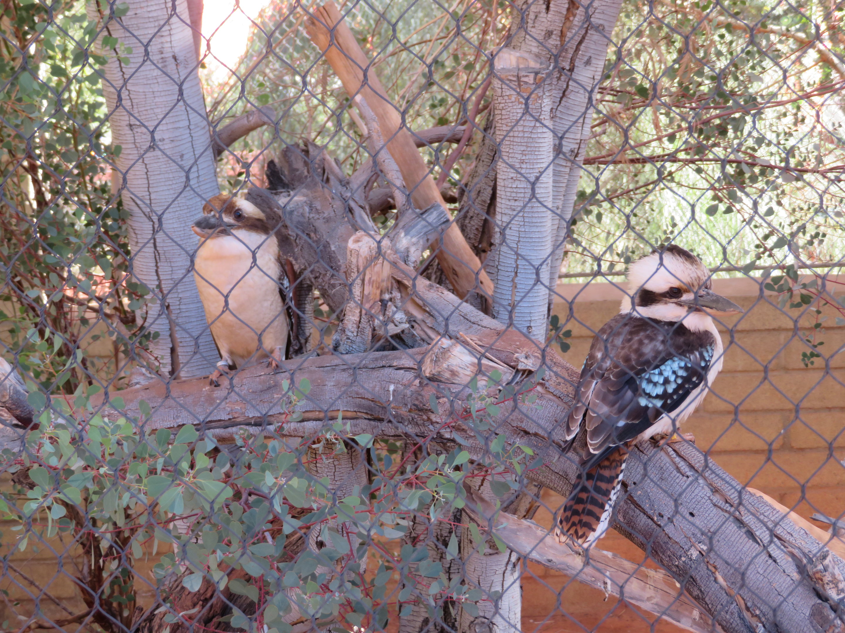 Laughing Kookaburras