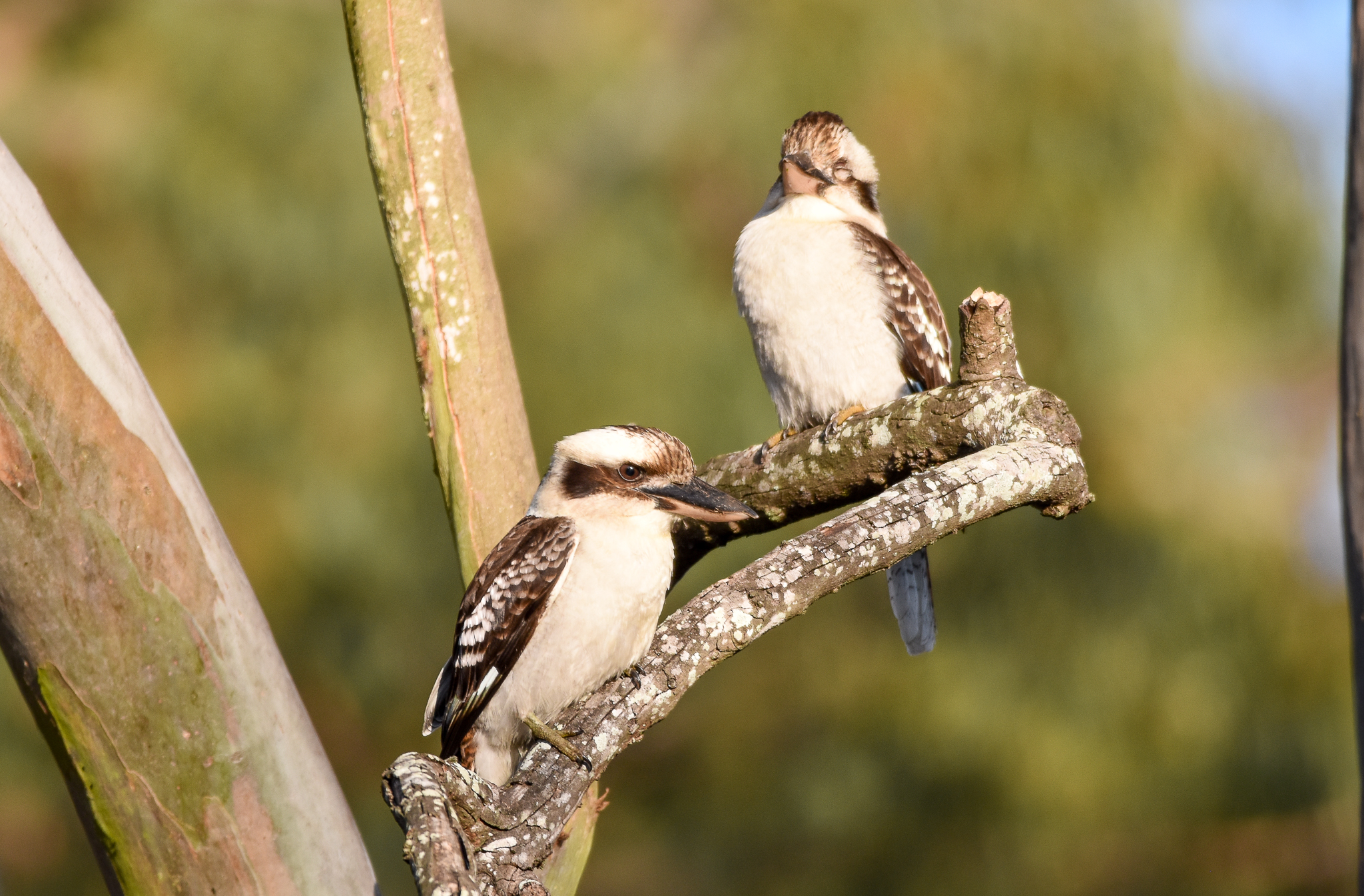 Laughing Kookaburras