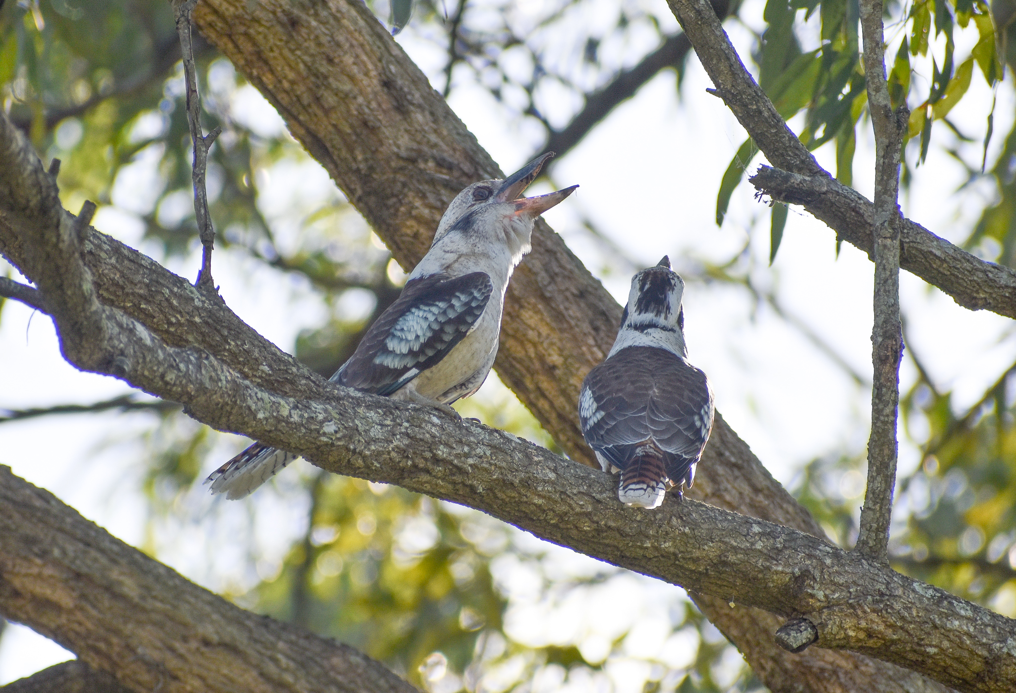 Laughing Kookaburras
