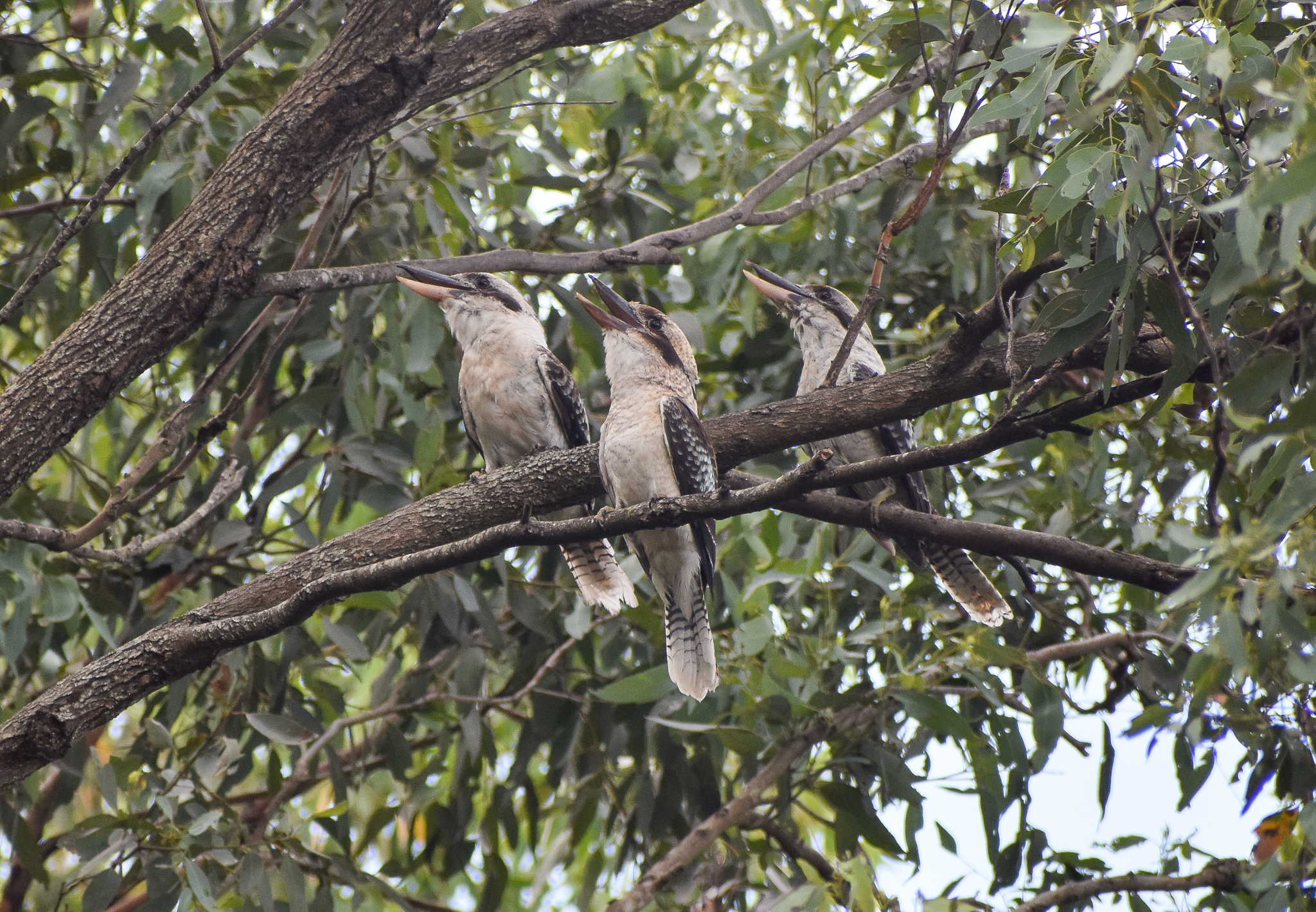 laughing Laughing Kookaburras