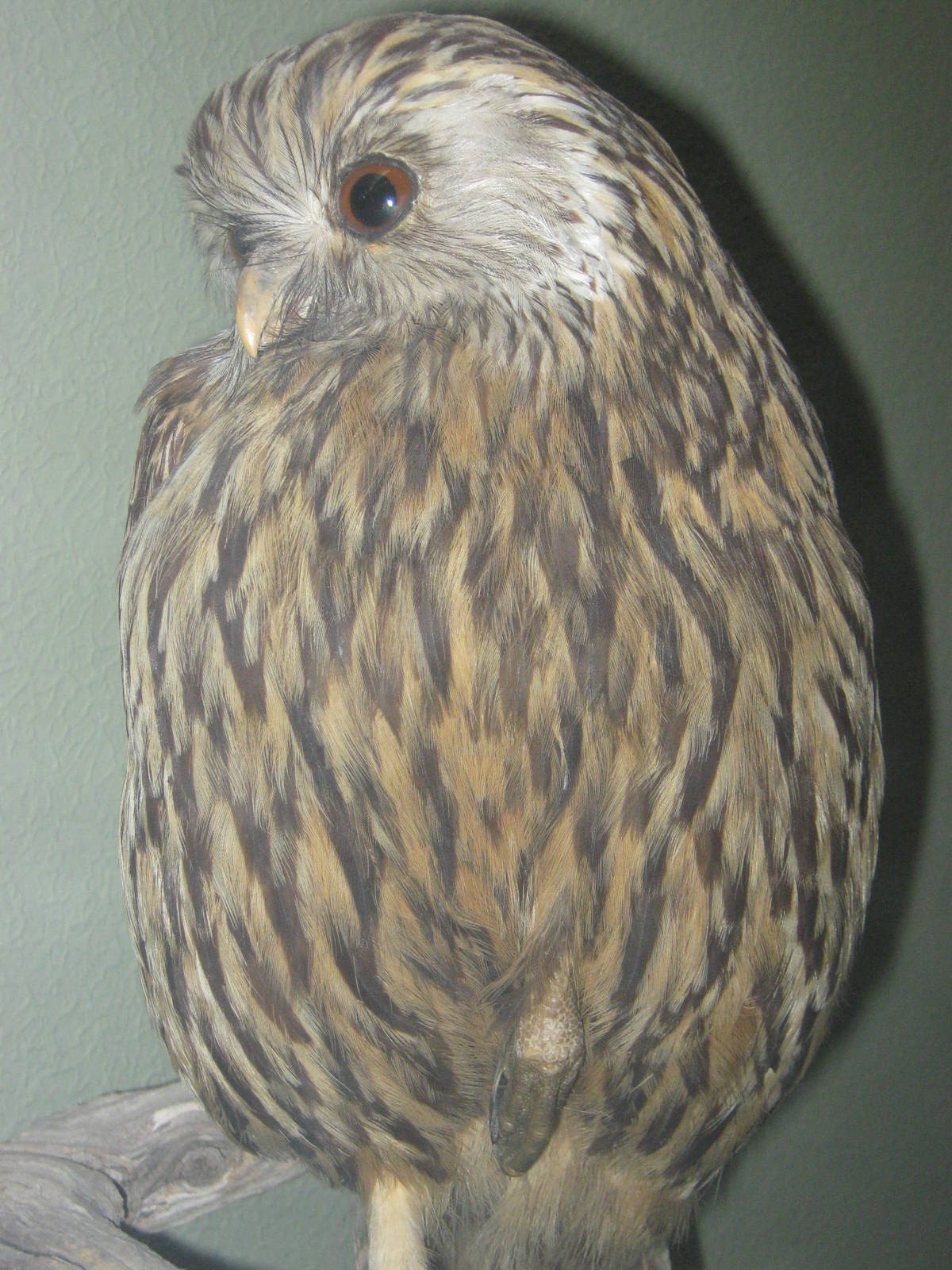 laughing owl (Sceloglaux albifacies)
