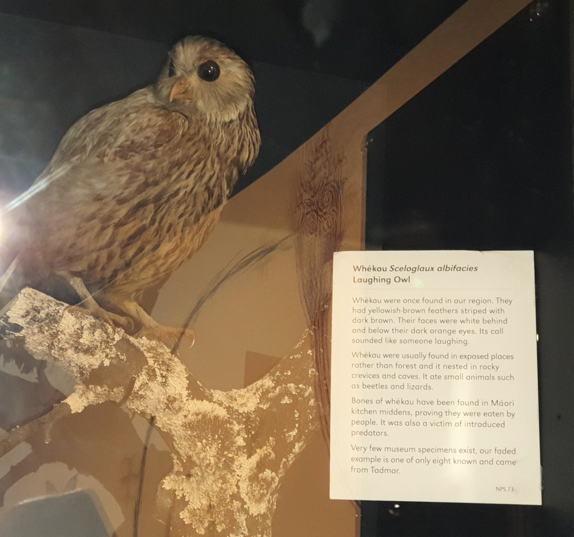 Laughing Owl taxidermy and signage, Nelson Provincial Museum