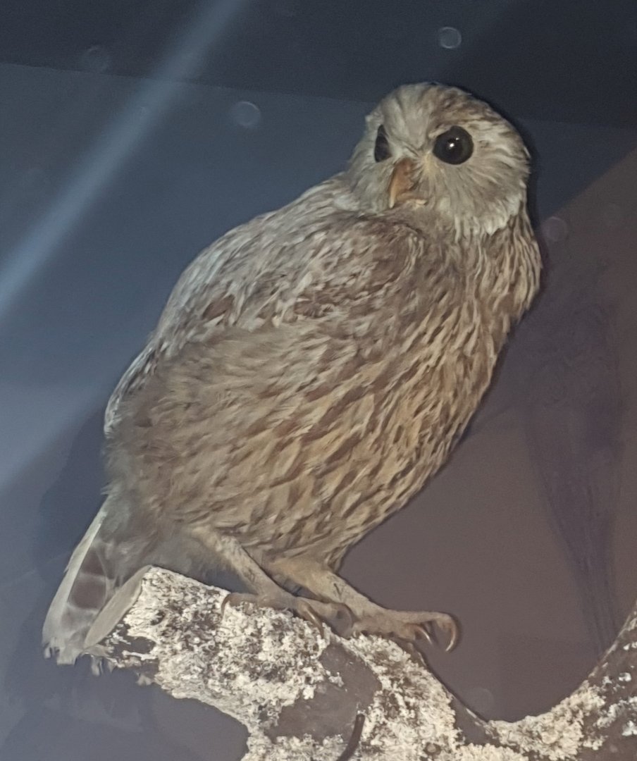 Laughing Owl taxidermy, Nelson Provincial Museum