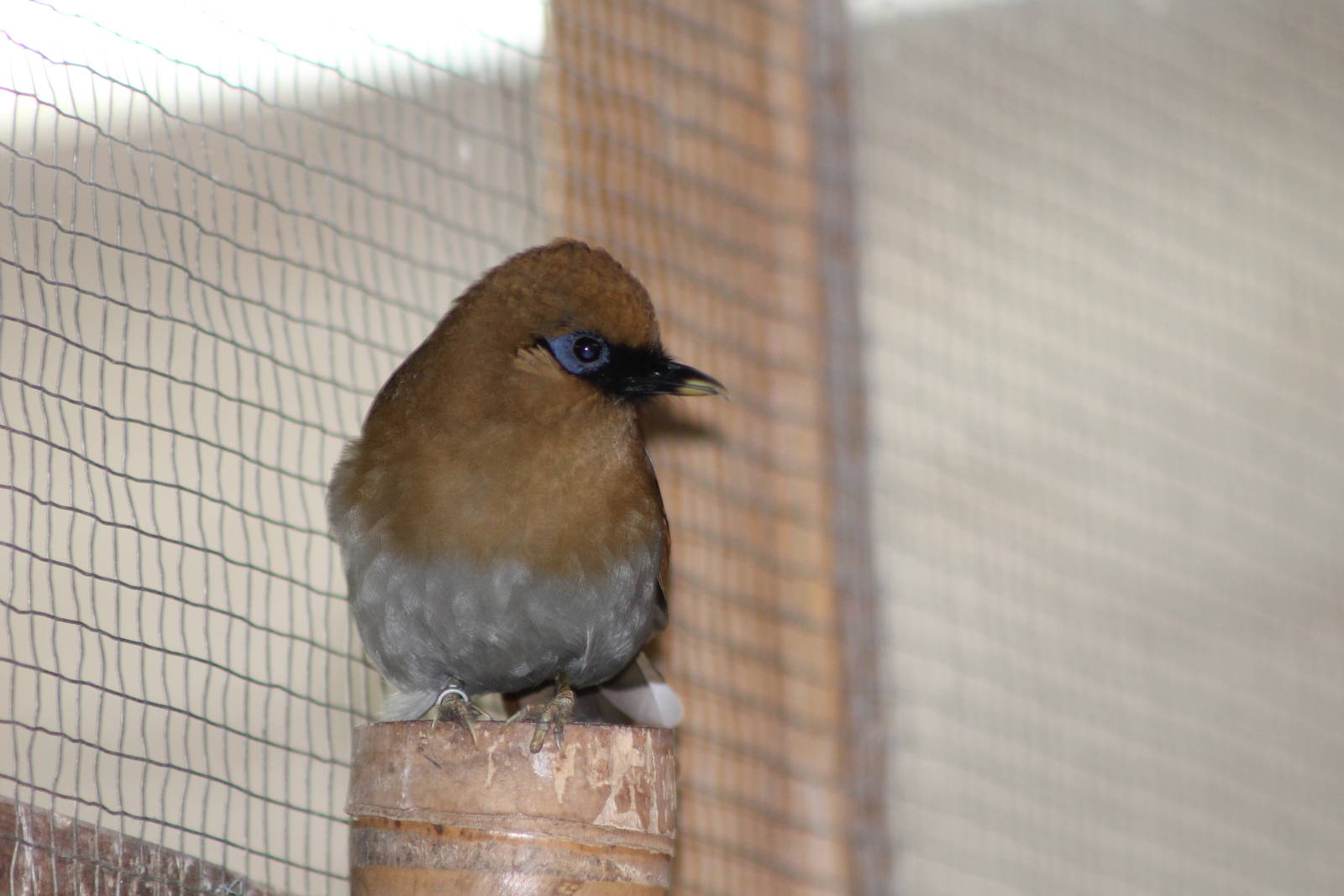 laughing thrush