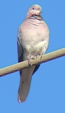 Laughing turtle-dove