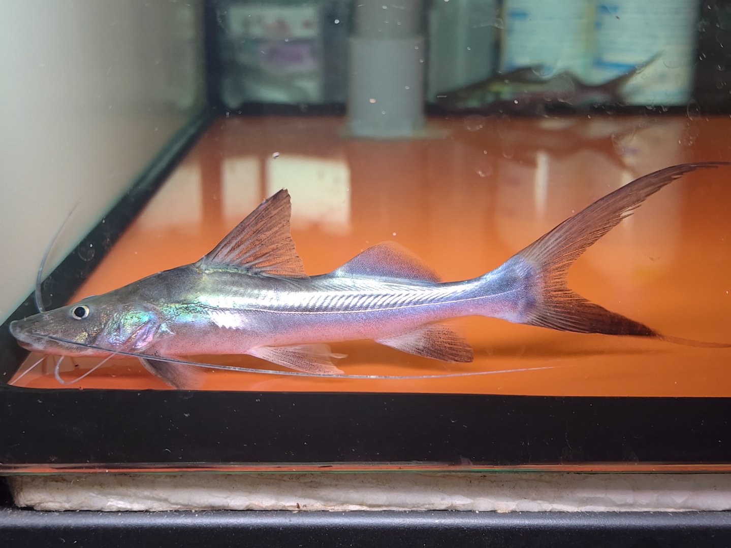 Laulao (Brachyplatystoma vaillantii 'Suriname')