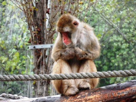 Launceston City Park Macaque Exhibit