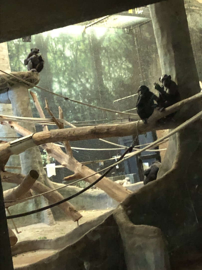 "Laura," "Claudine," "Qasai," the Bonobos