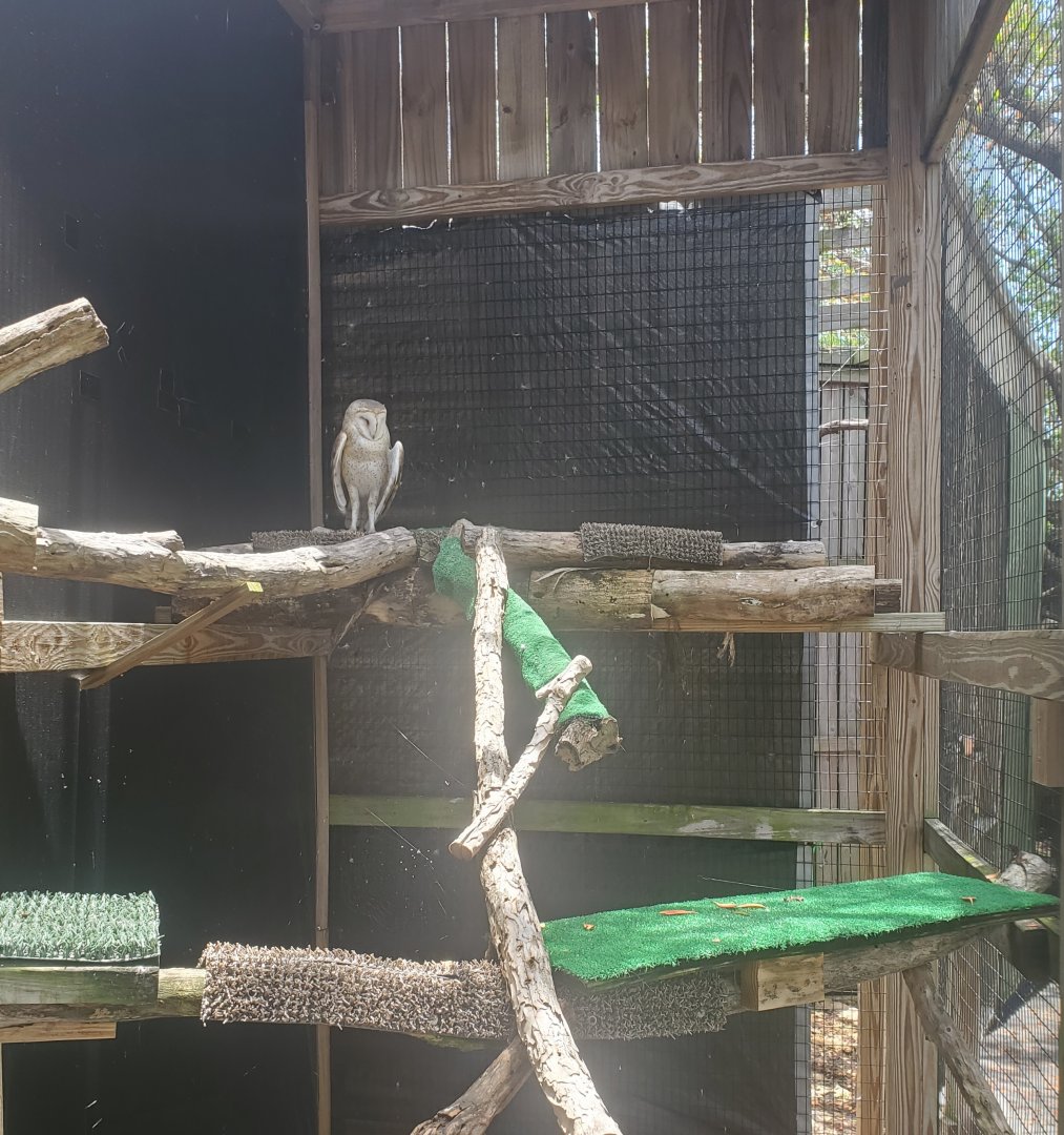 Laura Quinn Wild Bird Sanctuary (2022) - Barn Owl + Enclosure