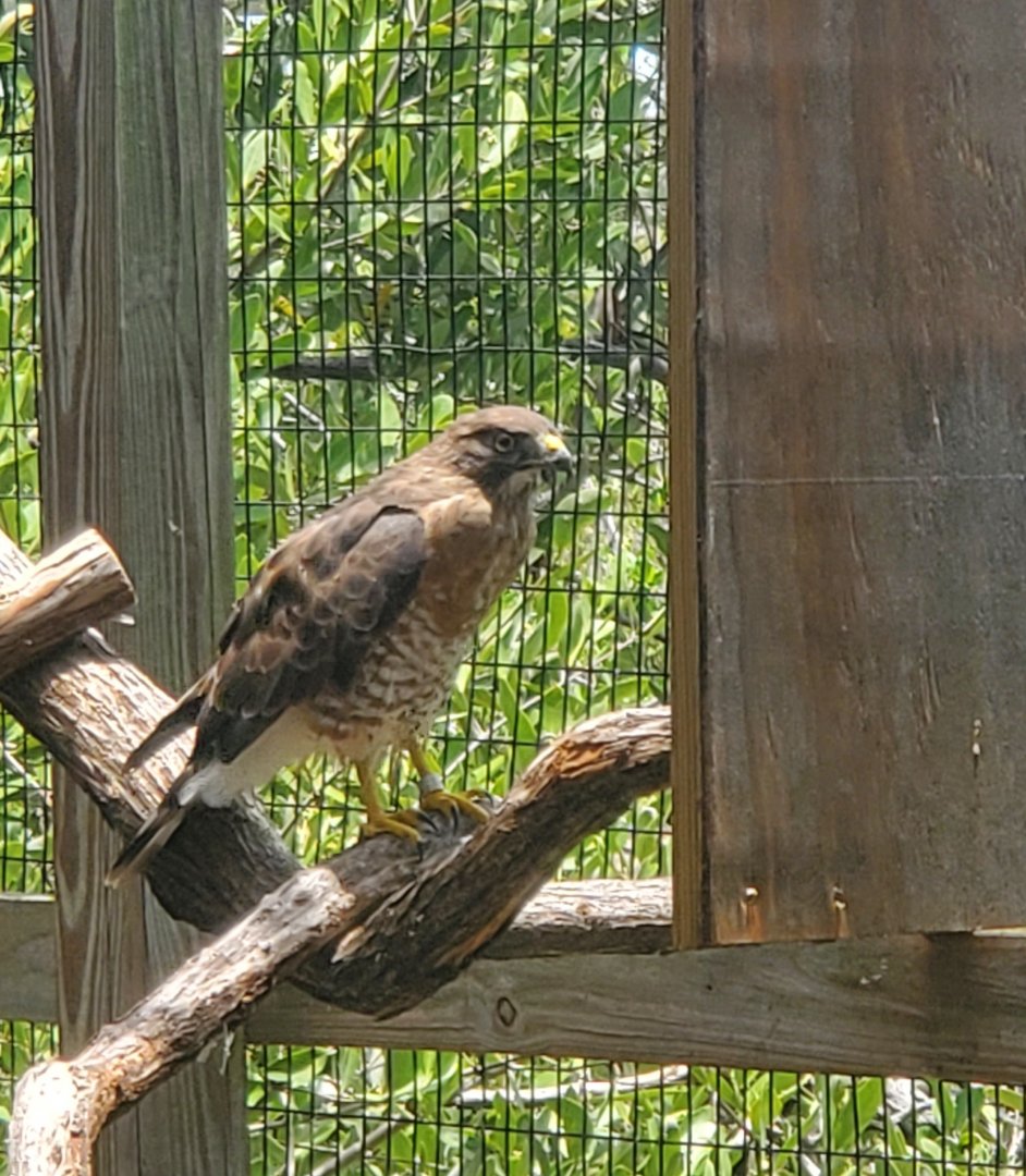 Laura Quinn Wild Bird Sanctuary (2022) - Broad-winged Hawk