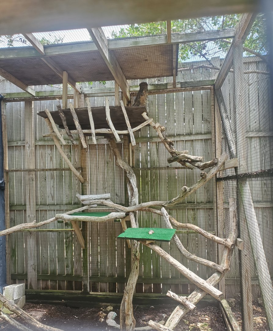 Laura Quinn Wild Bird Sanctuary (2022) - Great Horned Owl + Enclosure