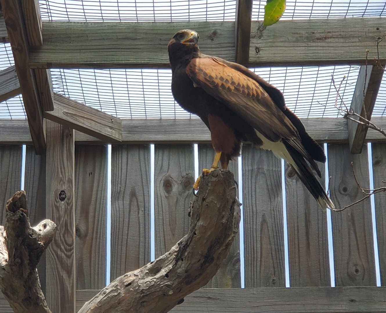 Laura Quinn Wild Bird Sanctuary (2022) - Harris's Hawk