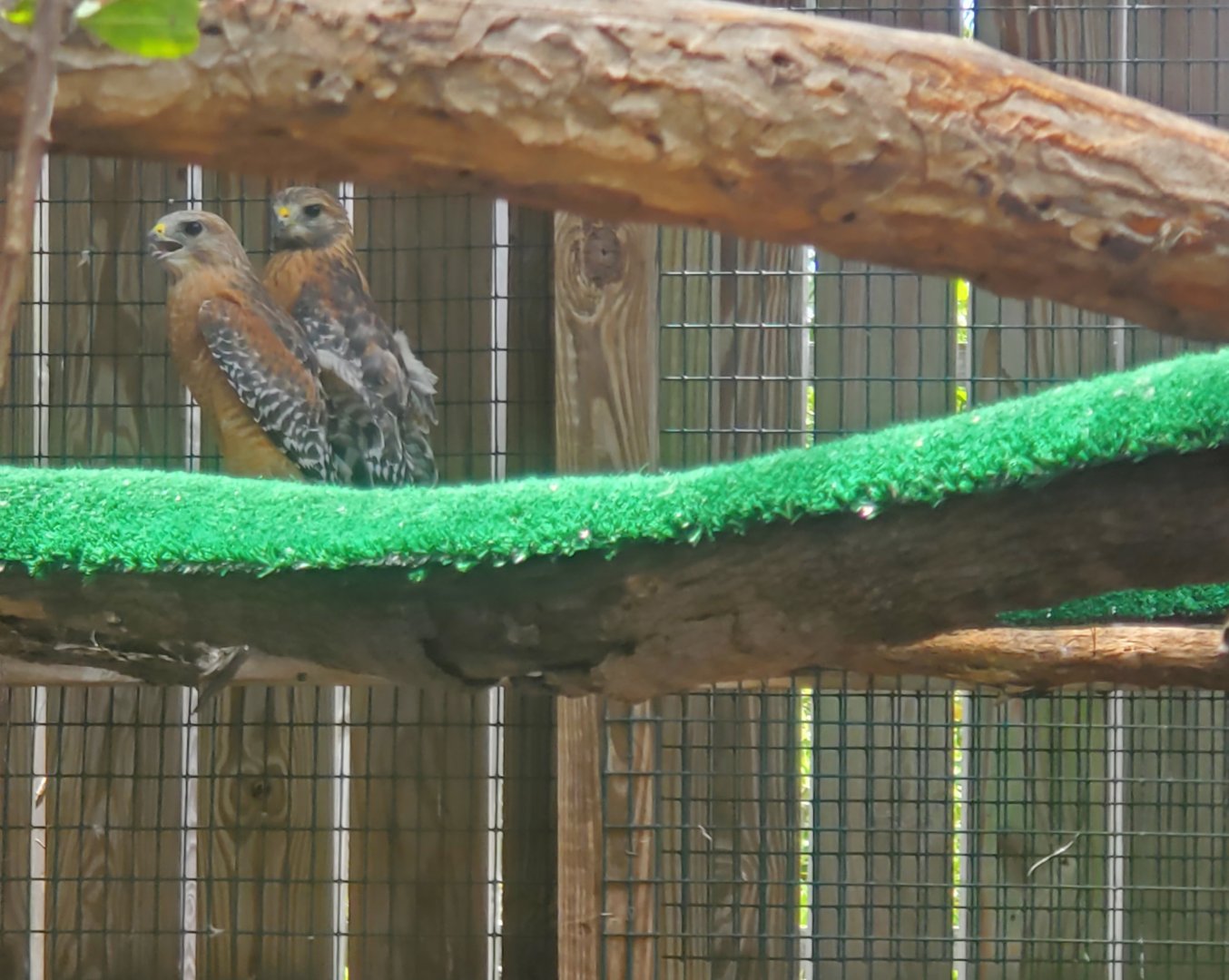 Laura Quinn Wild Bird Sanctuary (2022) - Red-shouldered Hawk