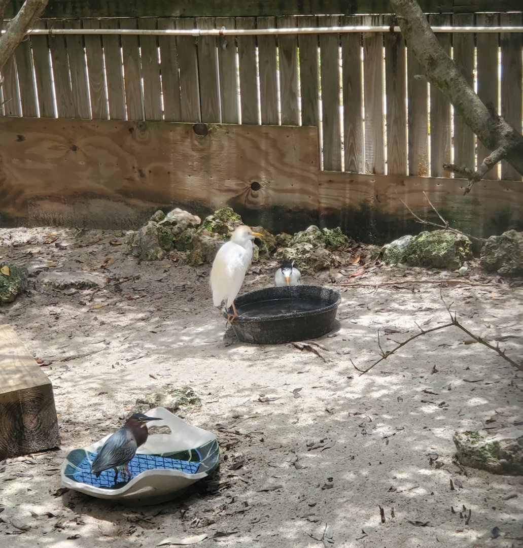 Laura Quinn Wild Bird Sanctuary (2022) - Water birds