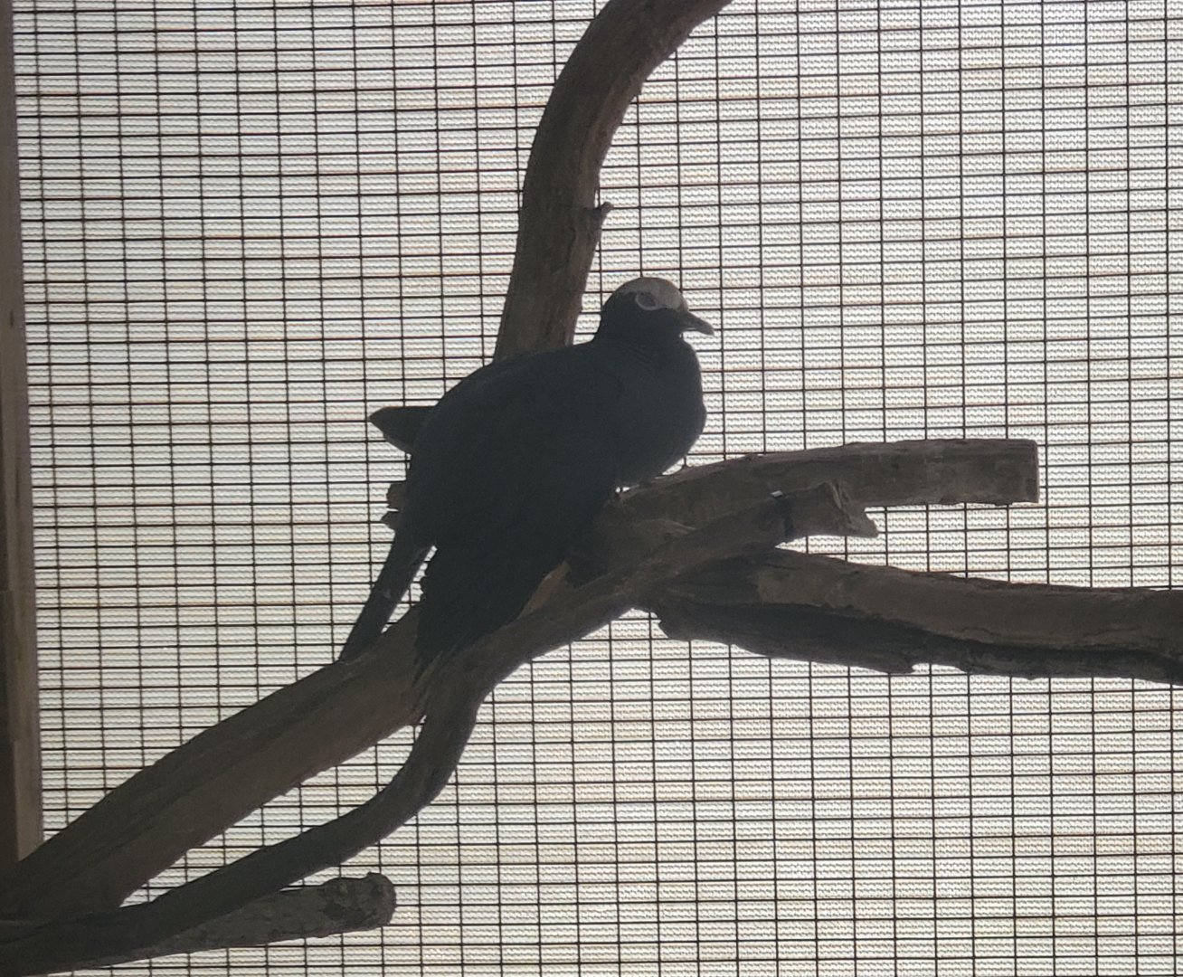 Laura Quinn Wild Bird Sanctuary (2022) - White-crowned Pigeon