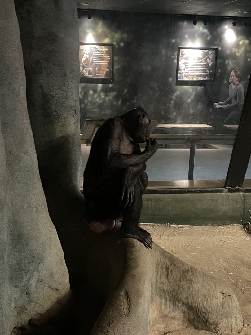 Laura the Bonobo (6/23/21)