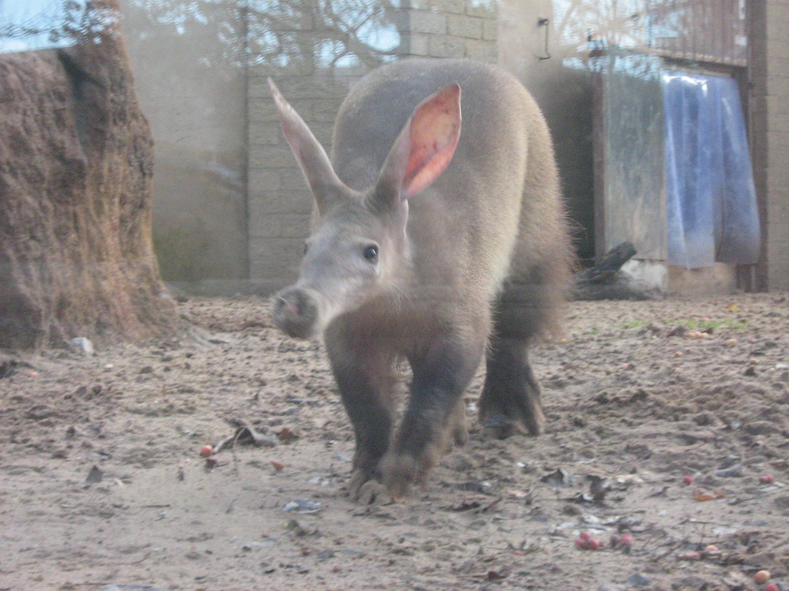 Laurel The Female Aardvark
