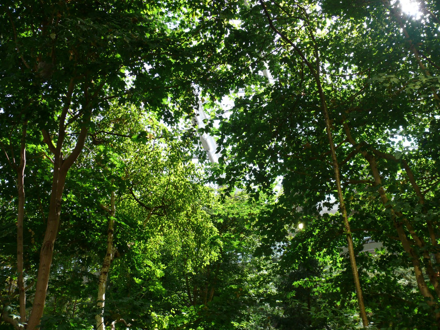 Laurentian Maple Forest 1 - view from the path - reopening 31-08-2020