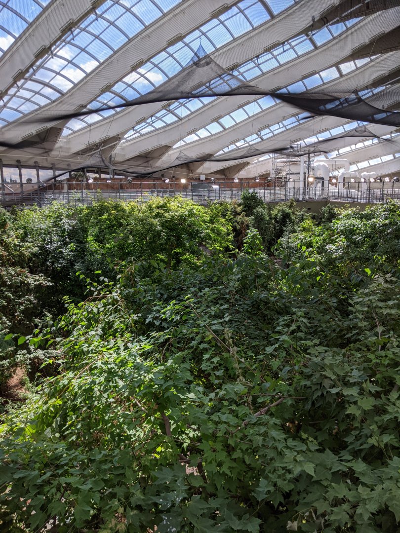 Laurentian Maple Forest 2 - view from the Mezzanine - reopening 31-08-2020